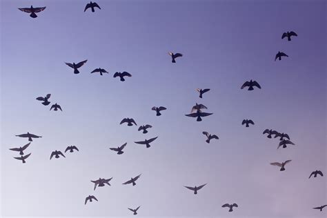 low-angle-photography-of-flock-of-bird-flying-1578310 - Network of Wellbeing