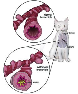 Feline Asthma: What You Need To Know | Cornell University College of Veterinary Medicine