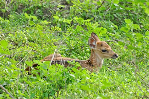 Chital Deer Fawn (Axis axis ceylonensis) | Yala National Par… | Flickr