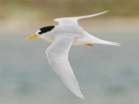 Australian Fairy Tern - eBird