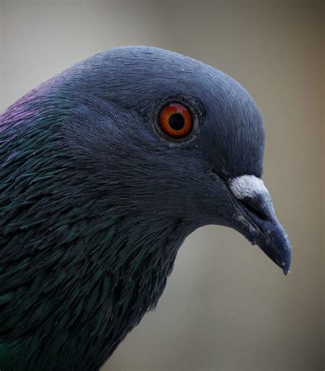 Close-up portrait of a pigeon - PixaHive