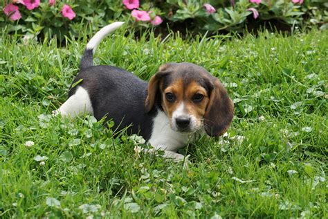 Beagle Puppy For Sale Millersburg OH Male Jesse – AC Puppies LLC