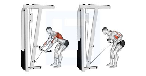 Barbell Rear Delt Row - Guide, Benefits, and Form