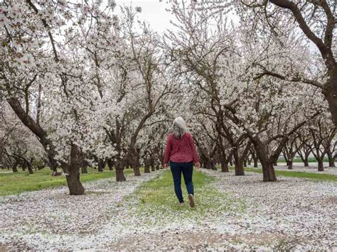 How to Experience California's Blooming Almond Orchards