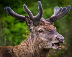 Deer Teeth: A Complete Guide (what teeth can tell you about a deer)