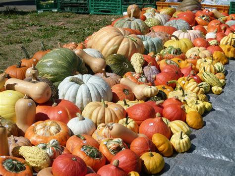 Free Images : fall, ripe, orange, food, harvest, produce, vegetable, autumn, pumpkin, halloween ...