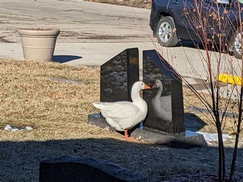 Goose Husband Wanted: Cemetery Takes Out Personal Ad To Help Widowed Bird. – InspireMore