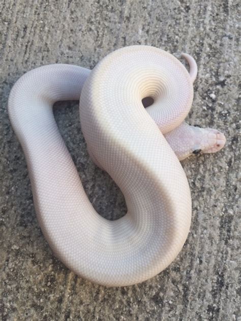 Blue Eye Leucistic Ball Python for sale | Snakes at Sunset