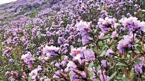 Kurinji blooms spread to more areas in Nilgiris