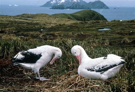 Pair of wandering albatrosses - Stock Image - Z812/0016 - Science Photo Library