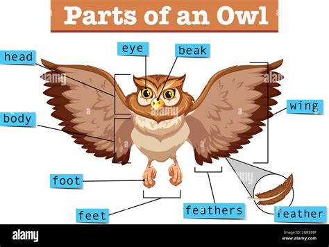 Diagram showing different part of owl Stock Vector Image & Art - Alamy