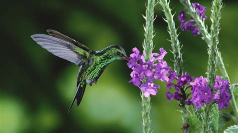 Nectar of hummingbird Wallpaper | 1920x1080 Full HD resolution ...