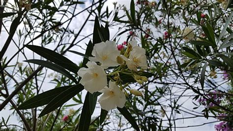 Different Types of Oleander Plant Varieties & Tree Species - EmbraceGardening