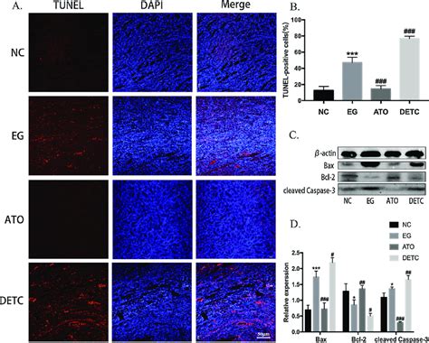 Apoptosis detection. A: Representative TUNEL staining showed the number... | Download Scientific ...