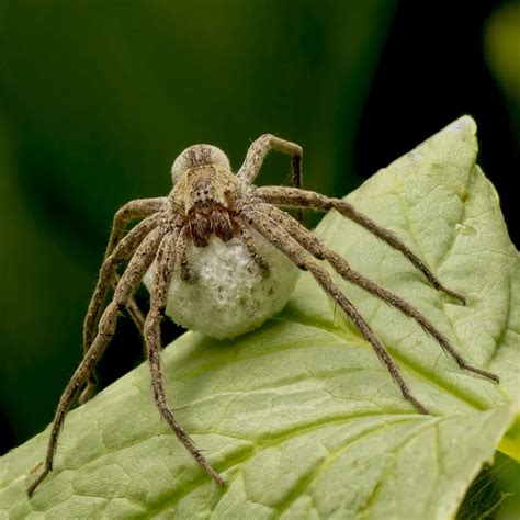 A female wolf spider carries her egg sac through the underbrush. | Smithsonian Photo Contest ...