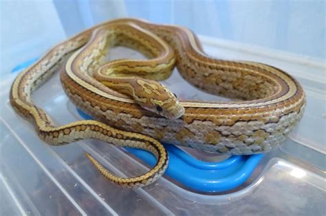 Corn Snake Morphs: The Complete List - A-Z Animals