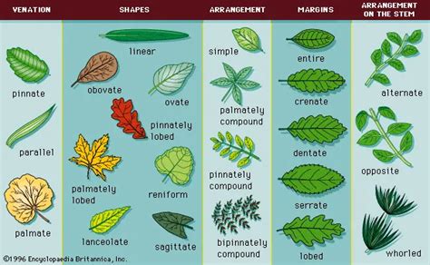 Plant Leaves: Leaf Anatomy and Morphology | Viquepedia