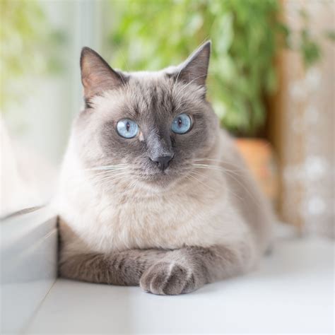 Siamese Cat Breeds Long Hair