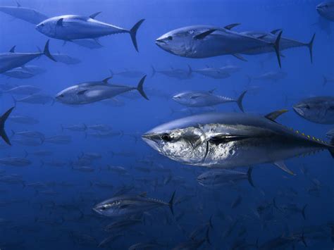 Tuna | Species | WWF