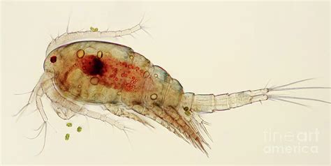 Cyclops Copepod Photograph by Marek Mis/science Photo Library - Fine ...