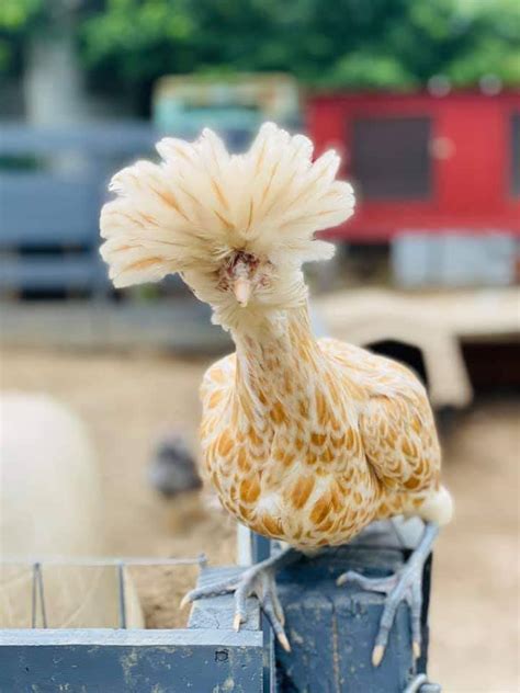 Buff Laced Polish Chicken - Chicks for Sale | Cackle Hatchery®