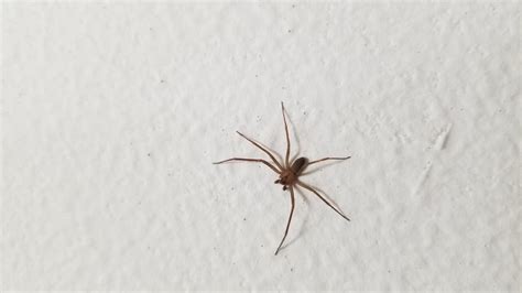 Six legged brown recluse in West Texas : spiders