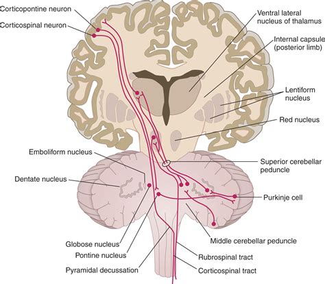 Cerebellum