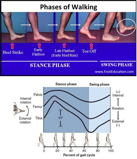 public Topi Convertit ankle internal rotation revistă înălțați excepție