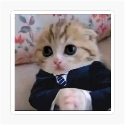 Cat In A Suit Meme | ubicaciondepersonas.cdmx.gob.mx