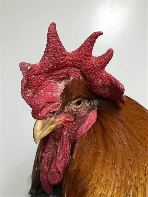 Additional Care Recommendations For Older Chickens - The Open Sanctuary ...