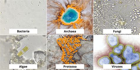 What are the types of microbes and where can we find them? - Joyful Microbe