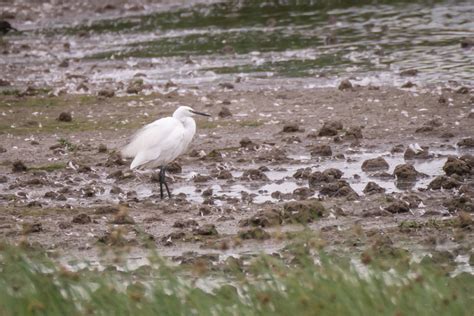 9th September 2020 – Severn Estuary – Martin's Bird Blog & Nature Photos