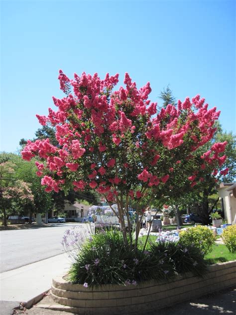 Paso Robles in Photos: Pink Crape Myrtle is in Bloom