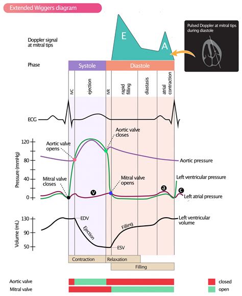 Left ventricular diastolic function – Cardiovascular Education