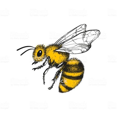 Vector engraving illustration of honey bee on white background | Bee drawing, Engraving ...