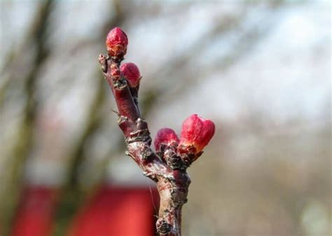 Apricot tree planting 🍑 🌱 Setting the foundation for juicy harvests