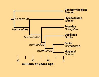 Hominini - Alchetron, The Free Social Encyclopedia