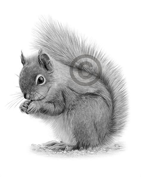 Gray Squirrel Drawing