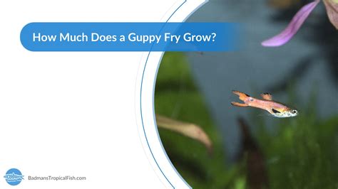 What Do Baby Guppies Eat? The Ultimate Guide To Guppy Food!, 59% OFF