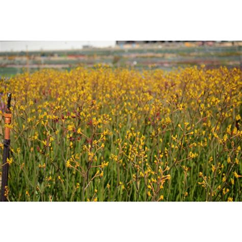 Anigozanthos Yellow Gem