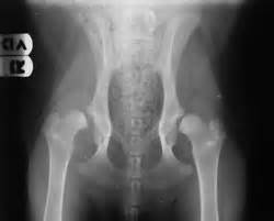 Hip Dysplasia: Classic Changes On X-rays - Veterinary Practice News Canada