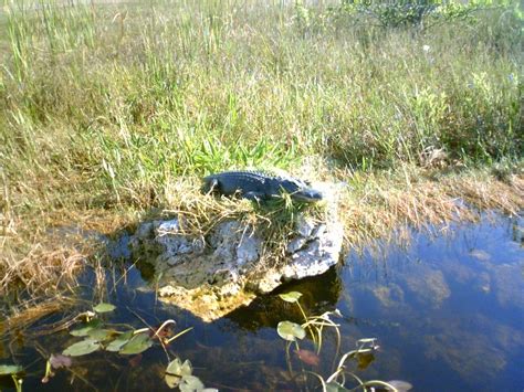 Lake Okeechobee Wildlife Pictures & Sightseeing