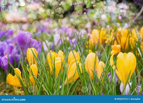 Yellow and purple crocuses stock image. Image of blurred - 89207515