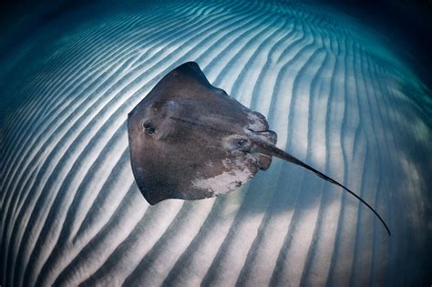 7 Stingray Facts That Will Leave You Terrified - Animal Sake