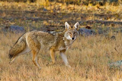 Mammals of Rocky Mountain National Park