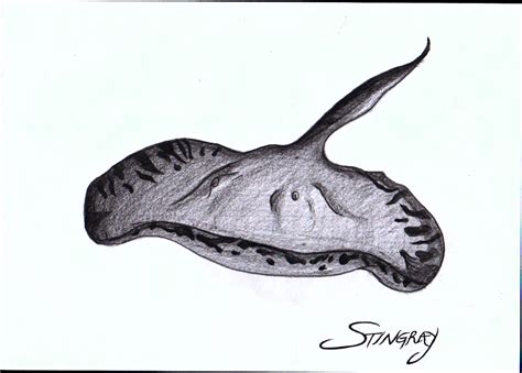 stingray | Stingray, Well done, Best