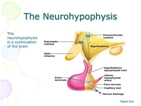 PPT - The Endocrine System PowerPoint Presentation, free download - ID ...