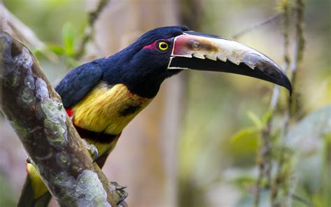 Wallpaper : birds, animals, nature, branch, wildlife, toucans, beak, bird, toucan, fauna ...