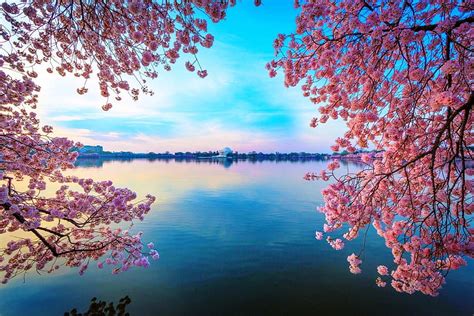 1080P Free download | Water Cherry Blossom, pink tree by lake HD ...