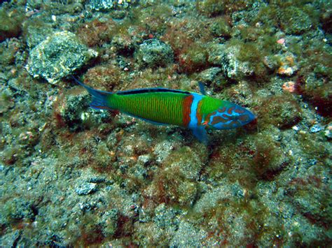 Ornate Wrasse | Thalassoma pavo | Janay Boulos | Flickr